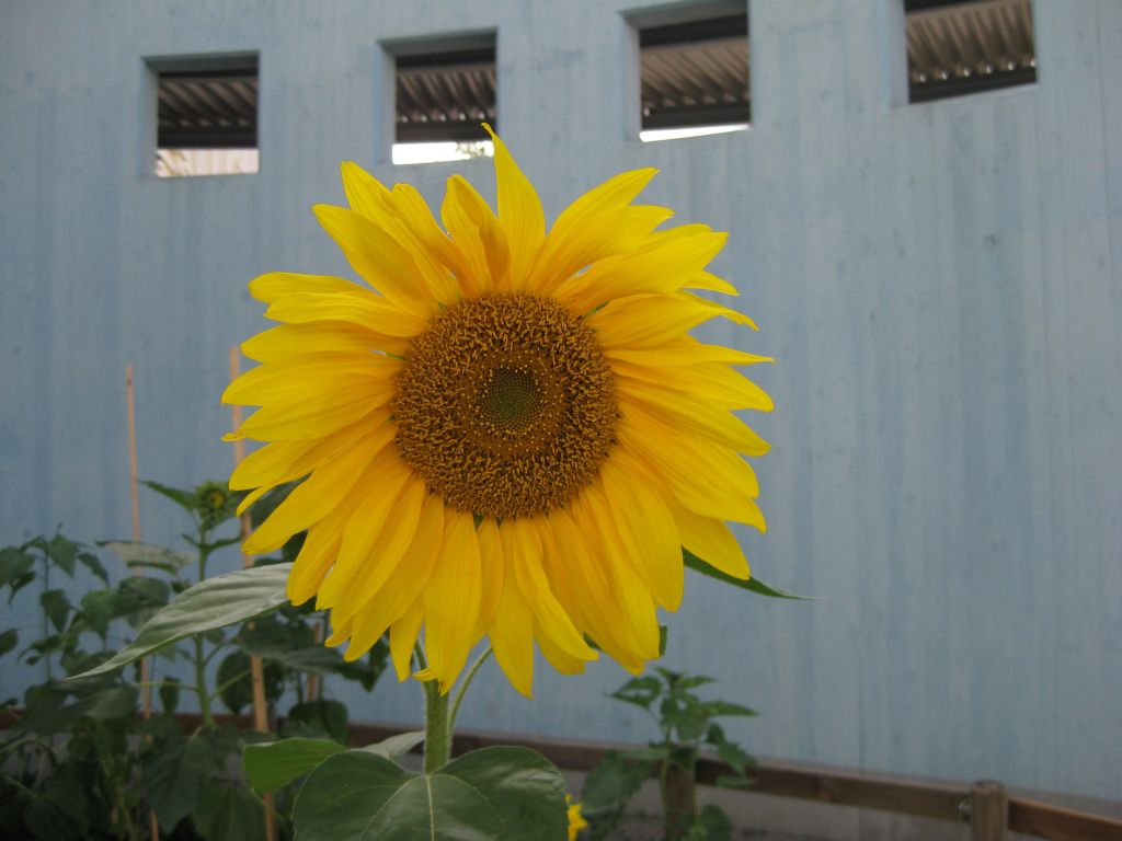 image007